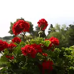 Le Ginestre Di Capri Bb & House 4*