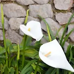 Le Ginestre Di Capri Bb & House 4*
