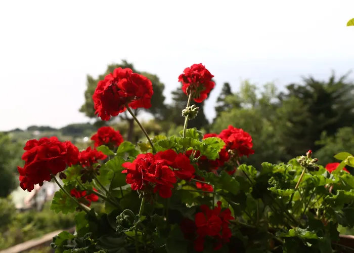 Le Ginestre Di Capri Bb & House 3*