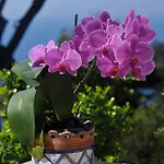 Le Ginestre Di Capri Bb & House 4*