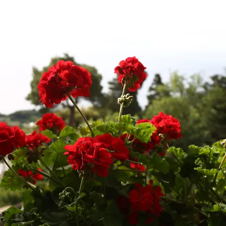 Le Ginestre Di Capri Bb&holiday House 4*