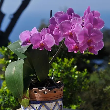 Le Ginestre Di Capri Bb&holiday House 4*