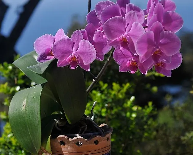 Le Ginestre Di Capri Bb & House 3*